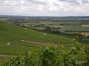 Natur und Wein in der WG Brackenheim, Sommer 2009